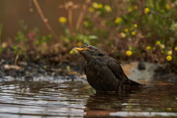 mirlo común o, más comúnmente, mirlo (Turdus merula) en el estanque del parque	