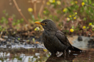 mirlo común o, más comúnmente, mirlo (Turdus merula) en el estanque del parque	