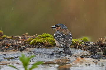 pinzón vulgar (Fringilla coelebs) 