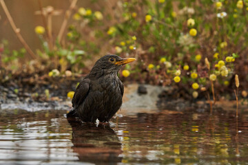 mirlo común o, más comúnmente, mirlo (Turdus merula) en el estanque del parque	