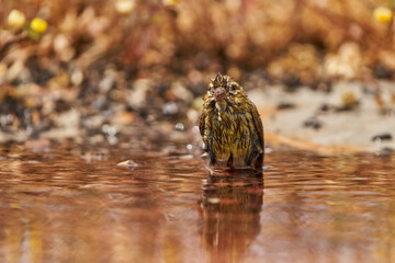verderón europeo o verderón común (Chloris chloris) bañándose en el estanque 