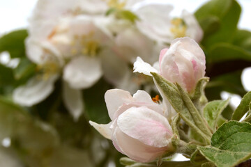 Obraz premium A delicate spring photo with an apple blossom.