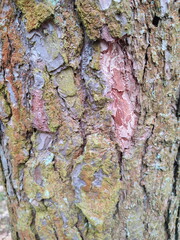 Tree bark background. Vertical photo