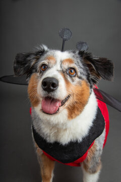 Mini blue merle Australian Shepherd with white and tan colouring dressed in a Lady Bug costume