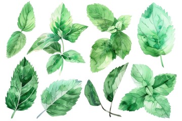 A variety of watercolor leaves on a white background. Perfect for botanical illustrations or nature-themed designs