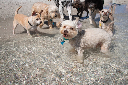 Close-up of a group of assorted dogs standing in ocean, Florida, USA