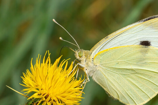 Fototapeta Butterfly drinks nectar from dandelion