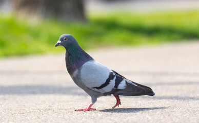 Bird Dove Walking on the Street in Switzerland.
