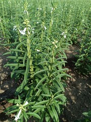 Obraz premium Sesame seed Farm, Sesamum crops growing in green farmland, Till, Flowers, Grow of Sesame Plant.