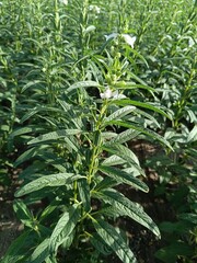 Sesame seed Farm, Sesamum crops growing in green farmland, Till, Flowers, Grow of Sesame Plant.