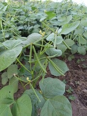 Green Mung bean crop close up in agriculture field, Mung bean green pods (Vigna radiata) and mung bean leaves on the mung bean stalk