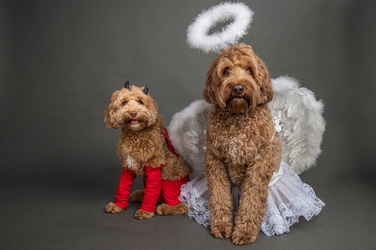 Portrait of a mini goldendoodle and goldendoodle dressed up as an angel and devil