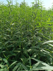 Sesame seed Farm, Sesamum crops growing in green farmland, Till, Flowers, Grow of Sesame Plant.