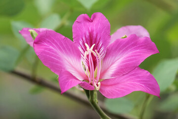 Hong-Kong-Orchideenbaum blüht in Thailand