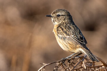 Extreme close up of a stonechat on bracken