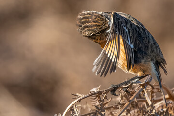 Extreme close up of a stonechat on bracken