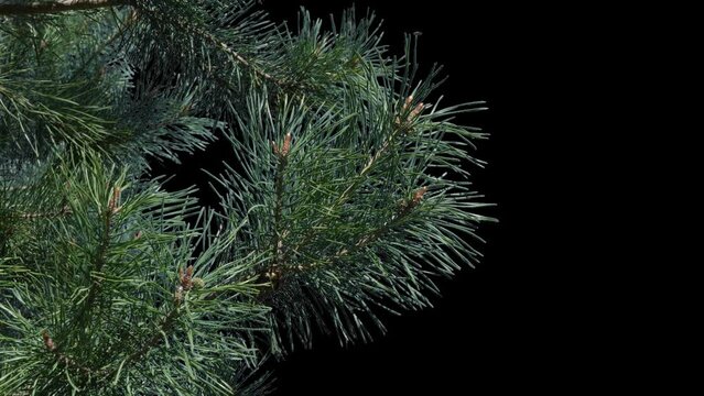 A branch of pine cones on a transparent background sways in the soft wind. Autumn landscape. Coniferous tree isolated.