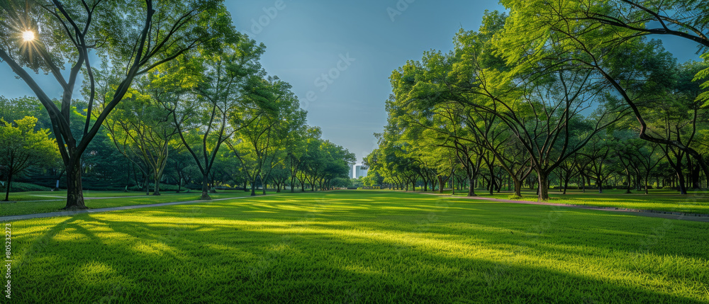 Poster tranquil view of a public park showcasing beautiful trees and winding walk paths from a low angle pe