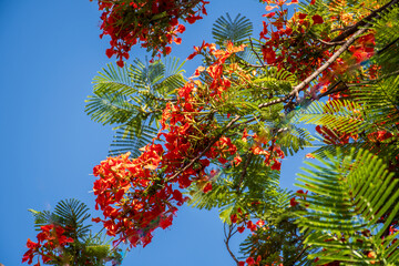 Summer Blossom Brilliant red flowers of Poinciana or flame tree, peacock flower - Powered by Adobe