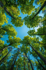 Majestic view of towering trees and blue sky in forest, highlighting the beauty of nature from below.