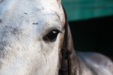 Close up of a white horse's face