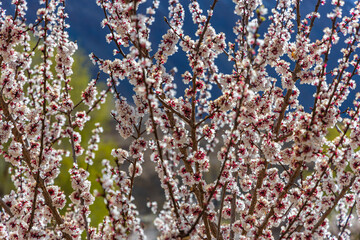 An abstract selective focus close up image of apricot flower blooming