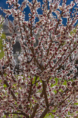 Fototapeta premium An abstract selective focus close up image of apricot flower blooming