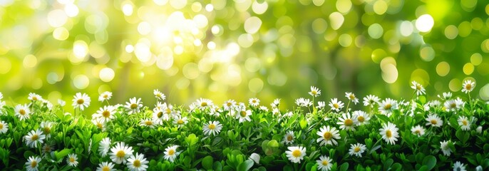 Bright sunlight filters through a fresh field of daisies, enhanced by a sparkling bokeh effect creating a joyful summer scene.