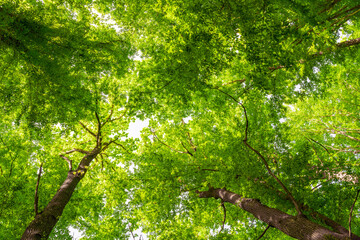 Green dense foliage on tree branches