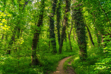 Path in a green morning forest illuminated by the sun