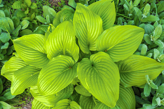 Green glossy large leaves of a flower bush Hosta plantaginea know as Plantain Lily
