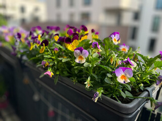 Beautiful bright viola cornuta pansy flowers in vibrant purple, violet and yellow color in flower pot hanging on the balcony fence, spring beautiful balcony flowers high angle view	
