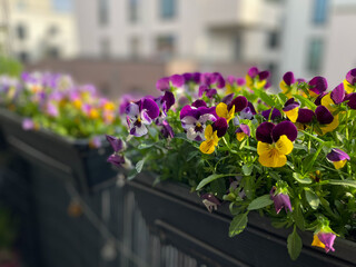 Beautiful bright viola cornuta pansy flowers in vibrant purple, violet and yellow color in flower...