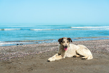 Stray dog on the shore by the sea