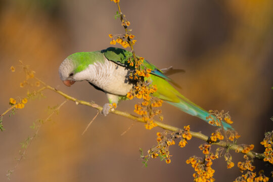 Parakeet perched on a bush with red berries , La Pampa, Patagonia, Argentina