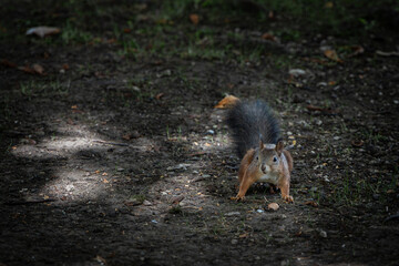 Red squirrel in the forest holding a peanut in its paws