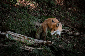 Red fox in the forest looking for food