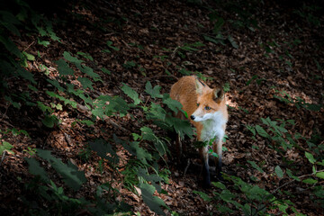 Red fox in the forest looking for food