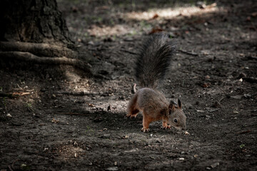 Red squirrel in the forest holding a peanut in its paws