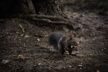 Brown squirrel in the forest holding a peanut in its shell