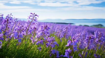 Obraz premium amethyst violet flowers In the second photograph