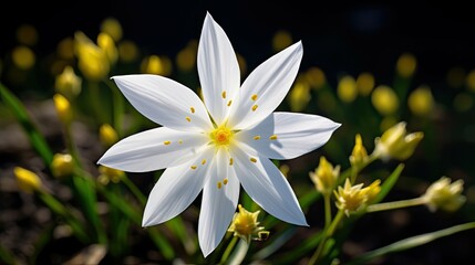 Obraz premium delicate star bethlehem