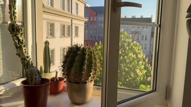 An open window with a view of the Old Town district. Cacti stand on the windowsill.