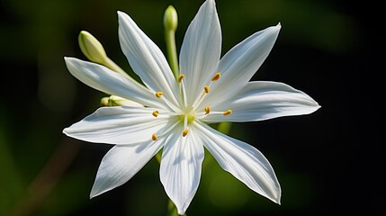 up star of bethlehem background