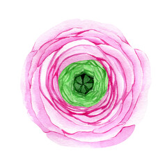 Watercolor hand drawn pink ranunculus flower. Botanical illustration of buttercup. Floral clipart for greeting cards, wedding invitations, packaging, scrapbooking