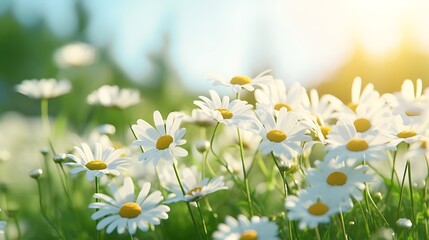 Delicate daisy flowers swaying in a gentle breeze, their bright white petals contrasting against the greenery of a meadow.