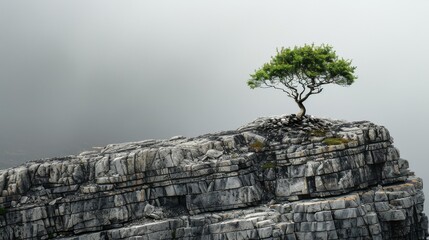 A lone tree surviving on a rocky cliff, a striking image of natural resilience and survival amidst a challenging environment