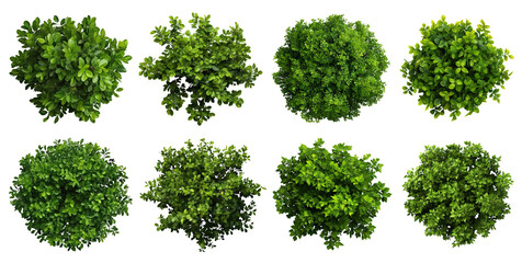 Set of green round garden bushes, cut out