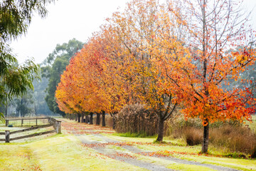 Lilydale to Warburton Rail Trail in Australia