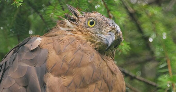 European honey buzzard (Pernis apivorus), also known as the pern or common pern,is a bird of prey in the family Accipitridae